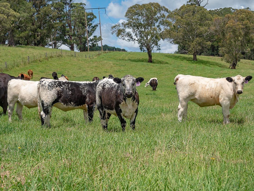 alinjarra speckle park