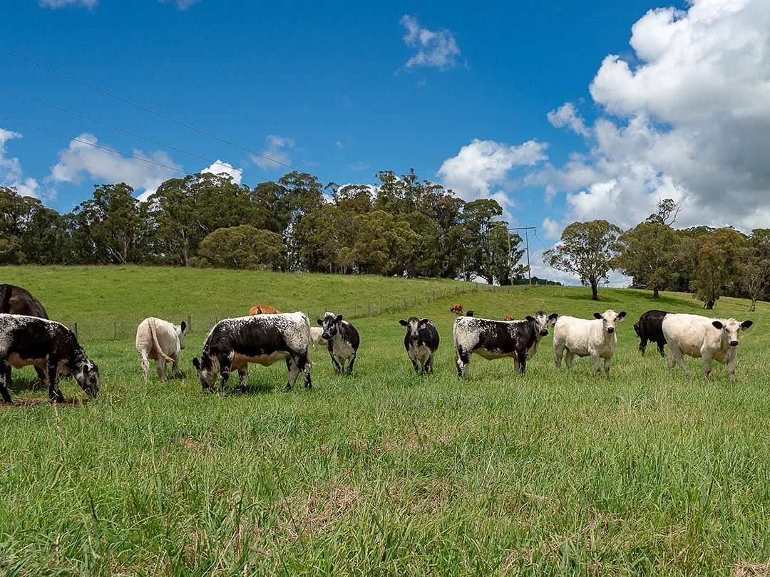 alinjarra speckle park