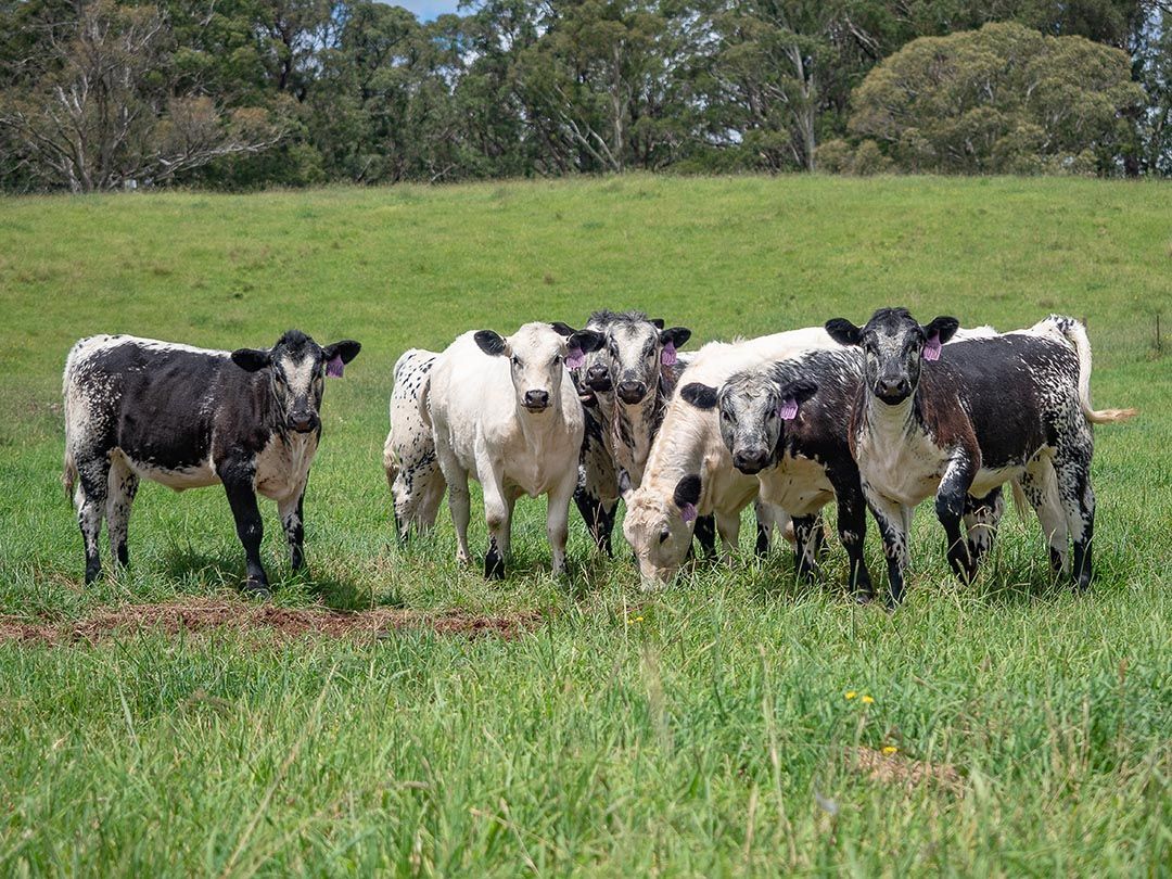 alinjarra speckle park