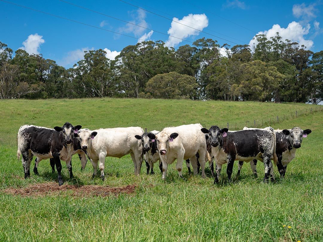 alinjarra speckle park