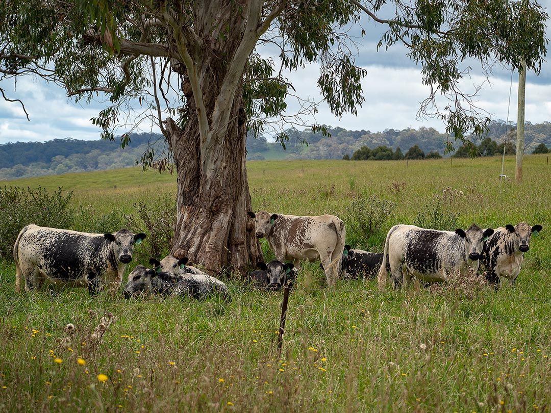 alinjarra speckle park