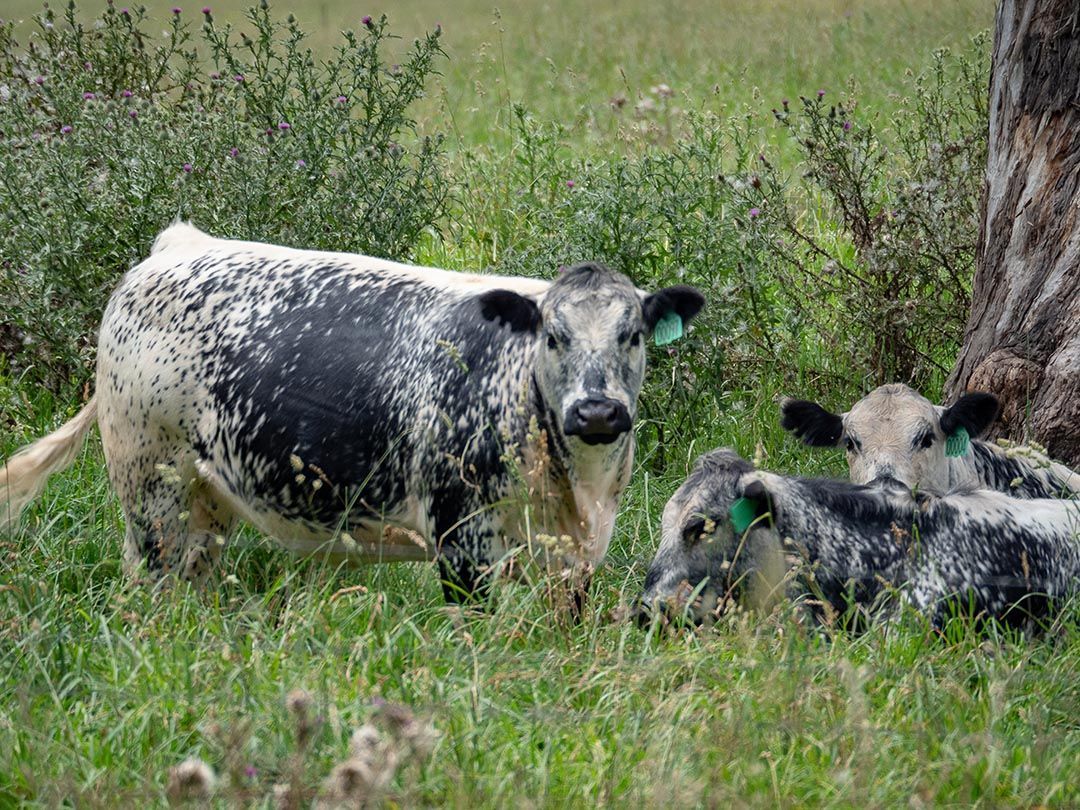 alinjarra speckle park