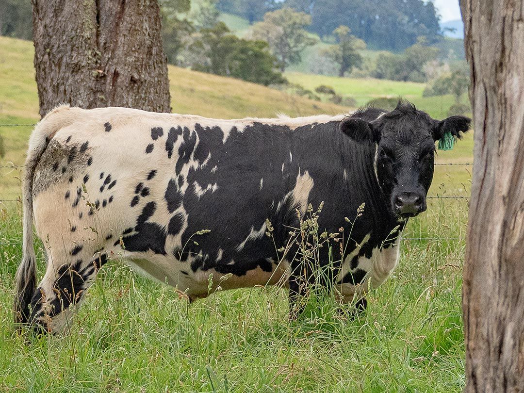 alinjarra speckle park