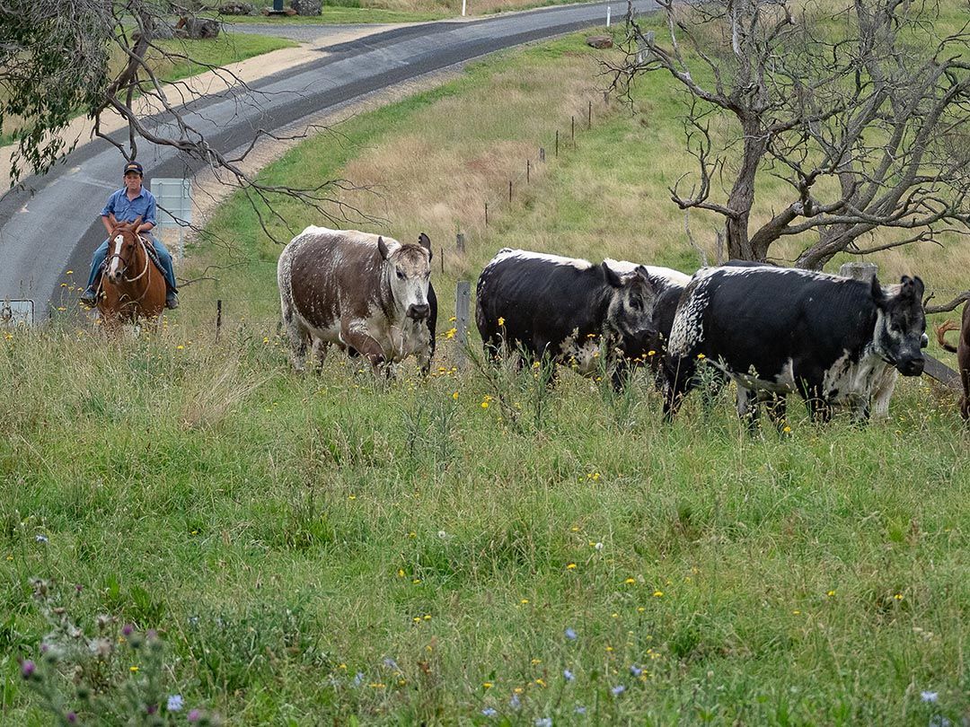 alinjarra speckle park