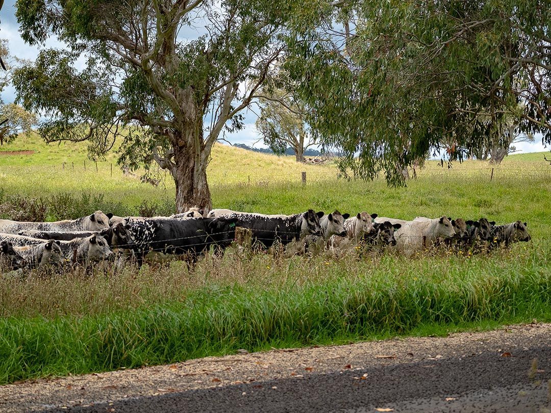 alinjarra speckle park