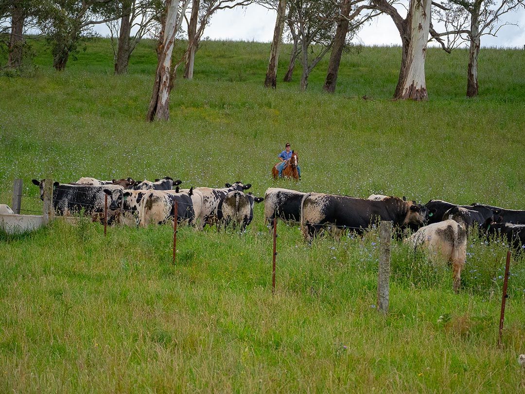 alinjarra speckle park