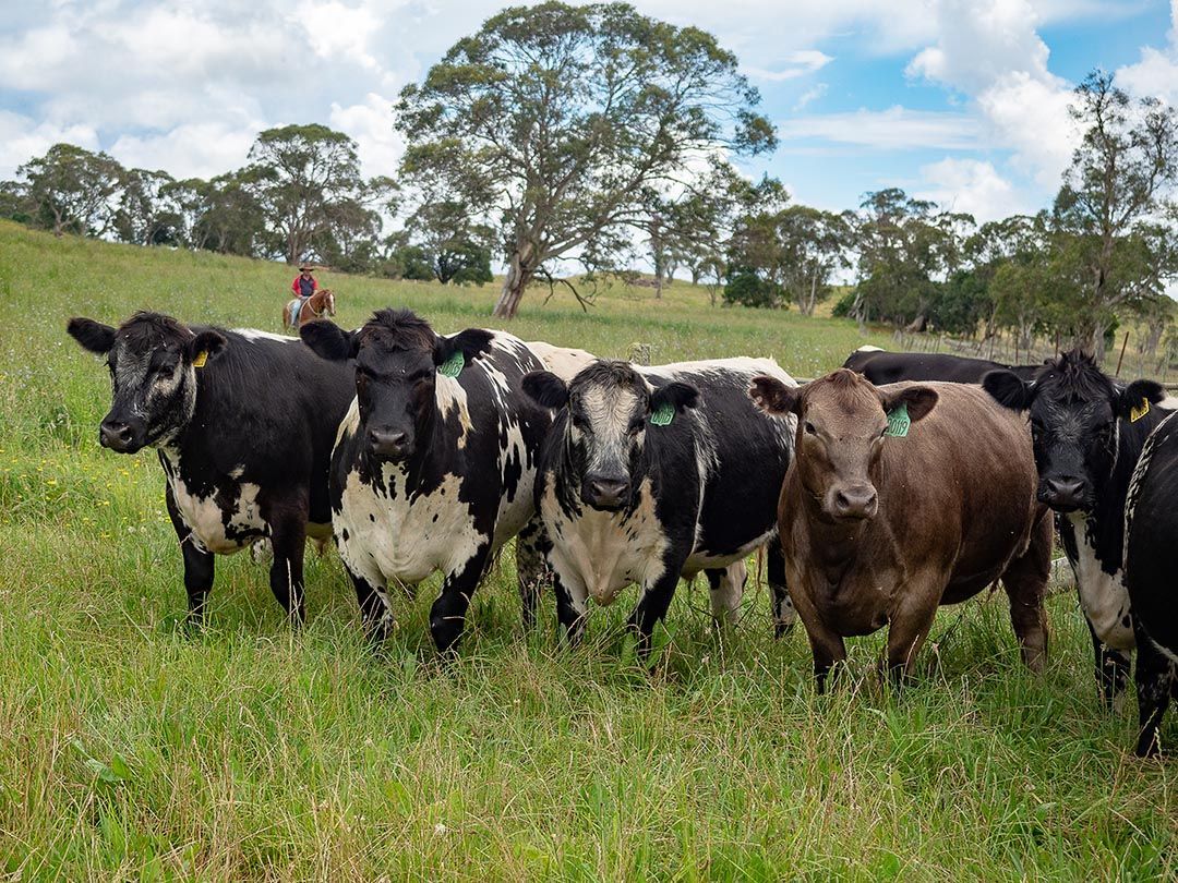 alinjarra speckle park