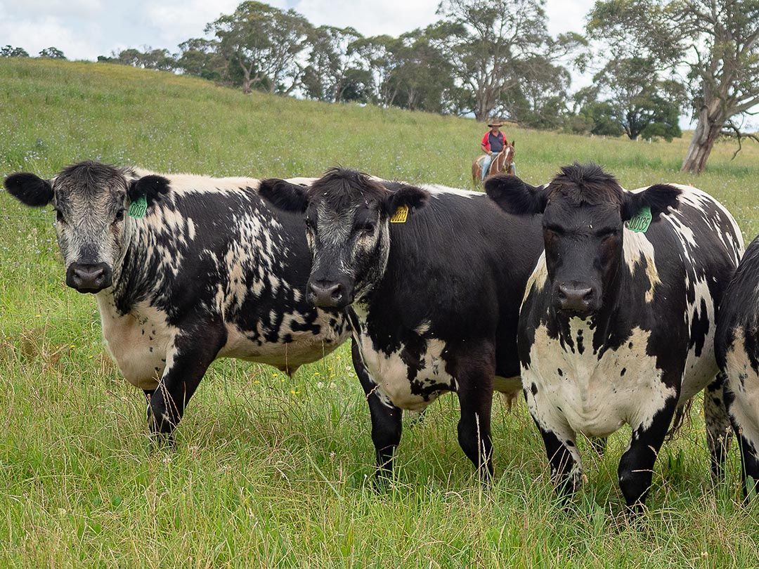 alinjarra speckle park