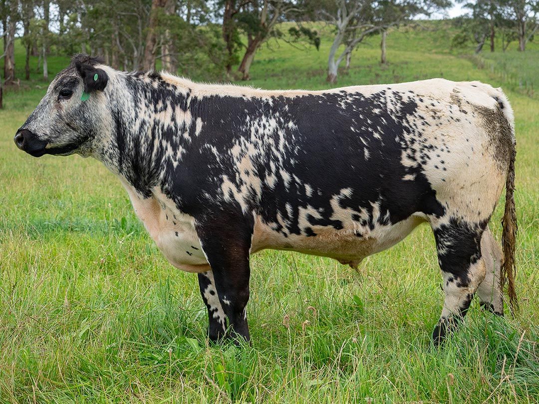 alinjarra speckle park