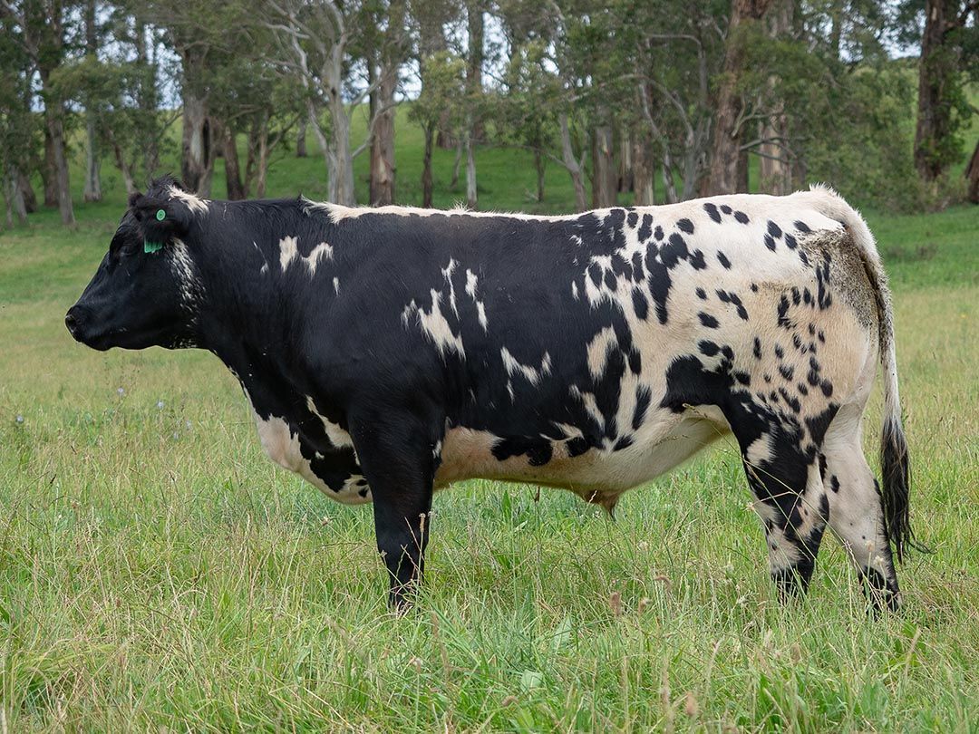 alinjarra speckle park