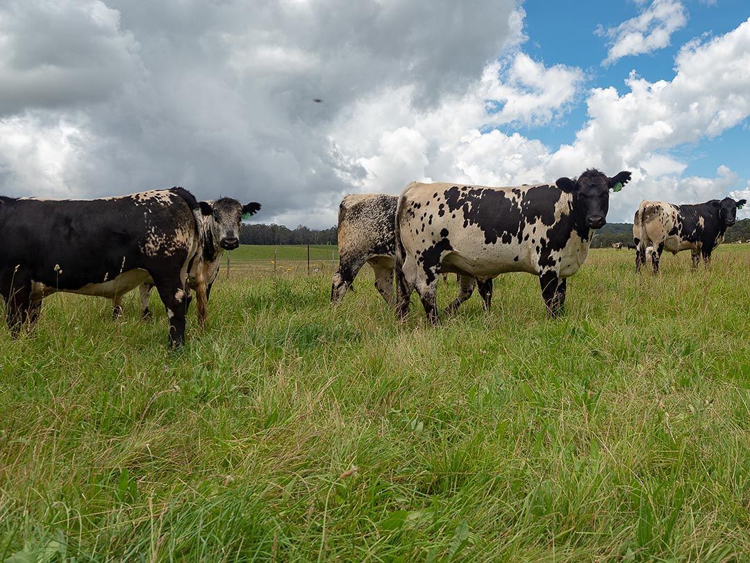 alinjarra speckle park