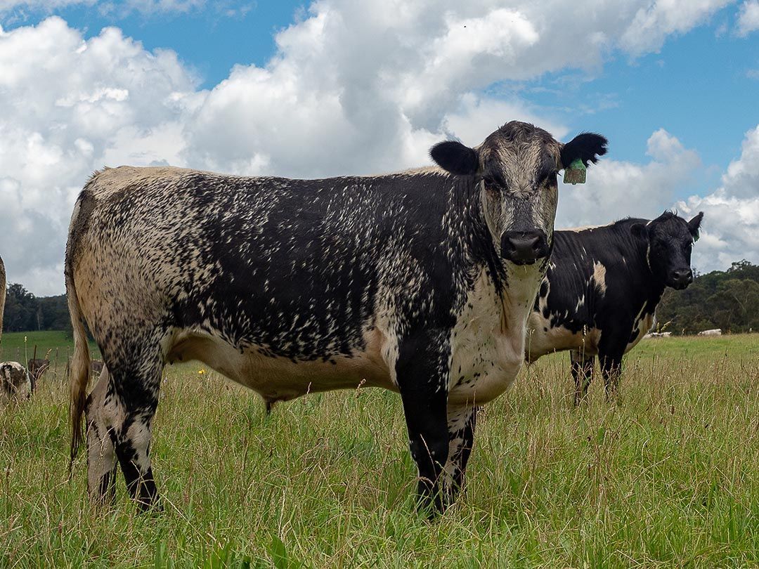 alinjarra speckle park