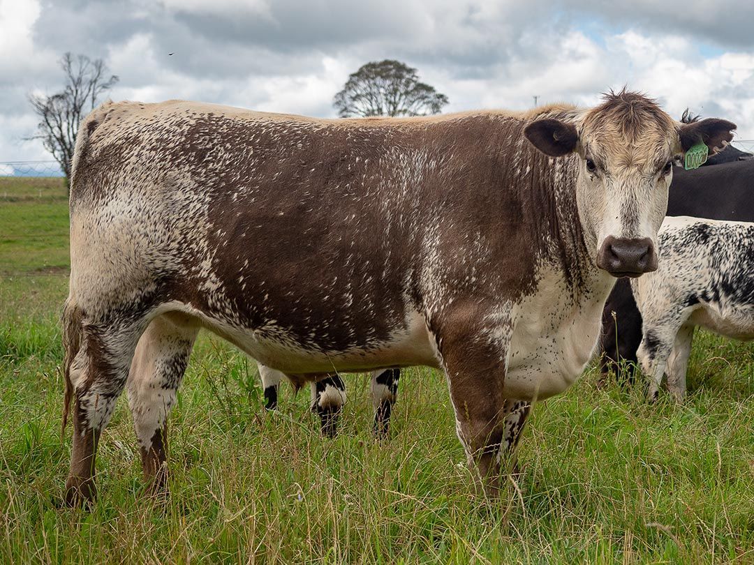 alinjarra speckle park