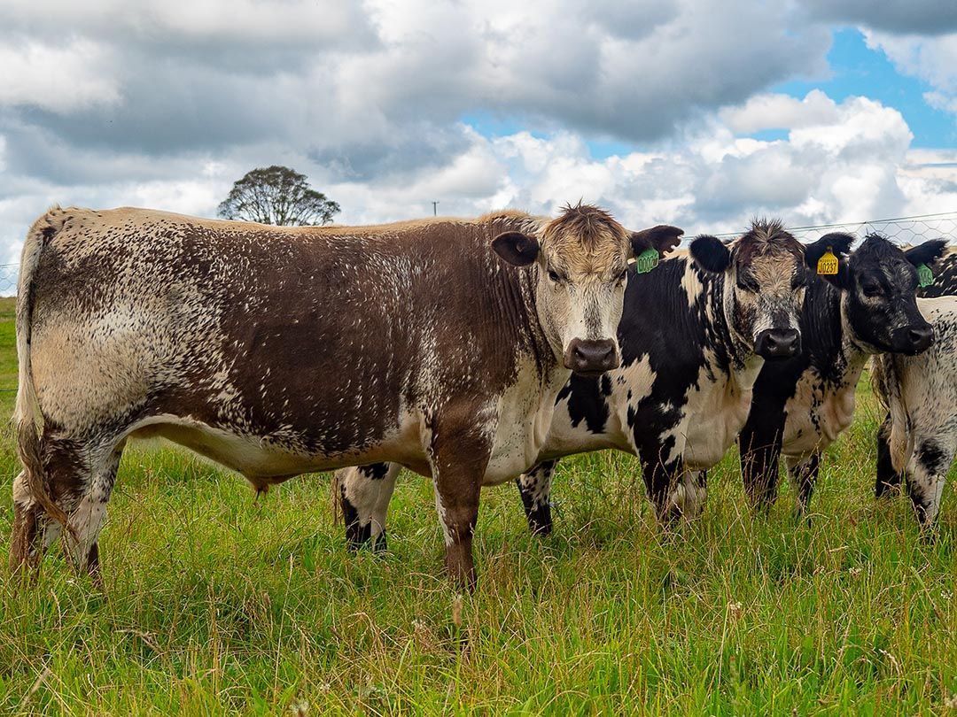 alinjarra speckle park