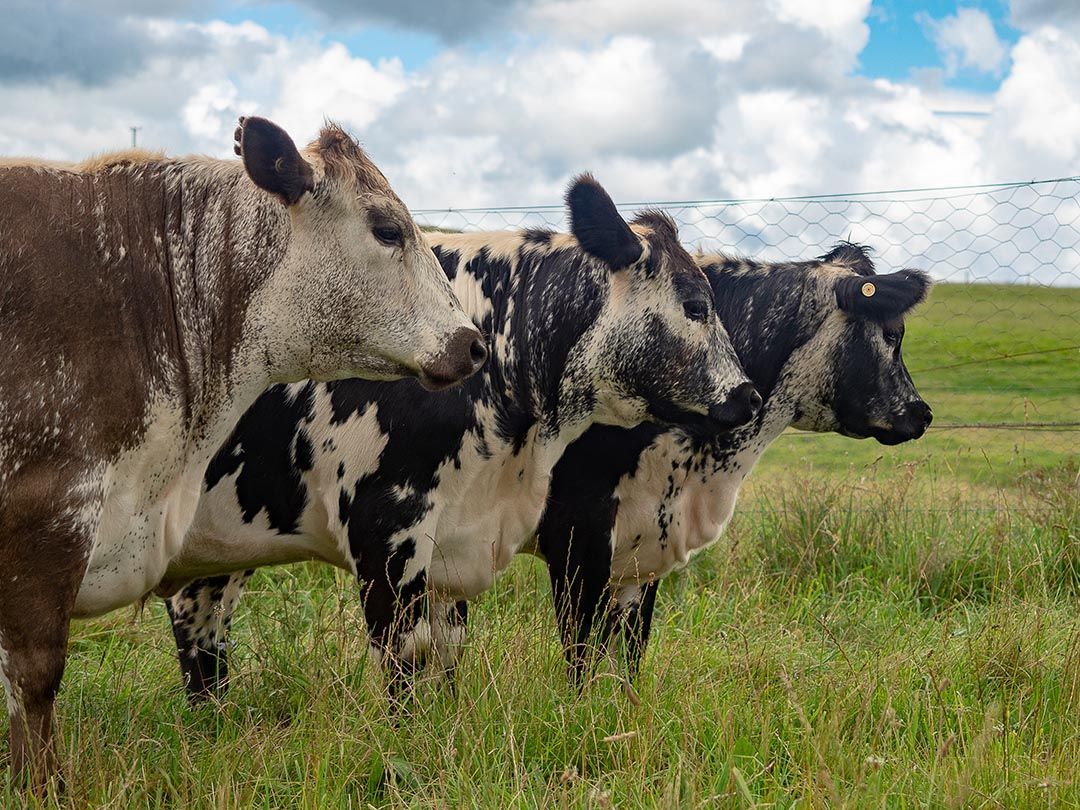 alinjarra speckle park