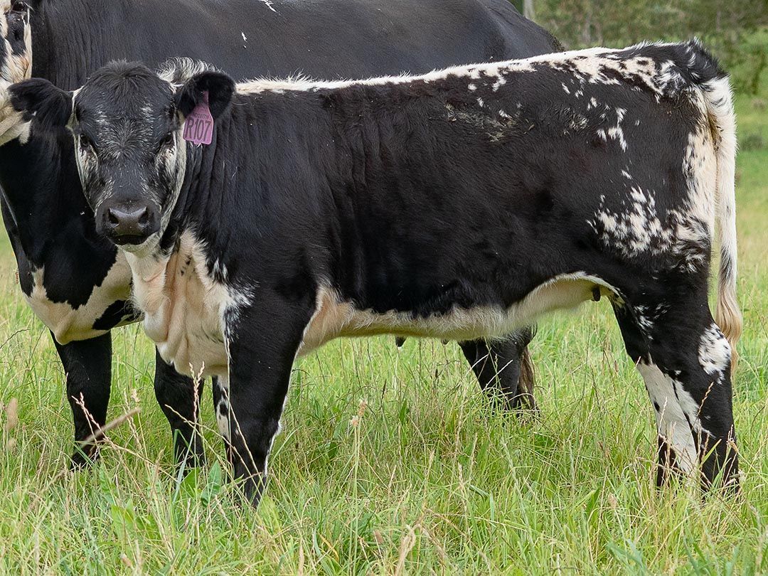 alinjarra speckle park