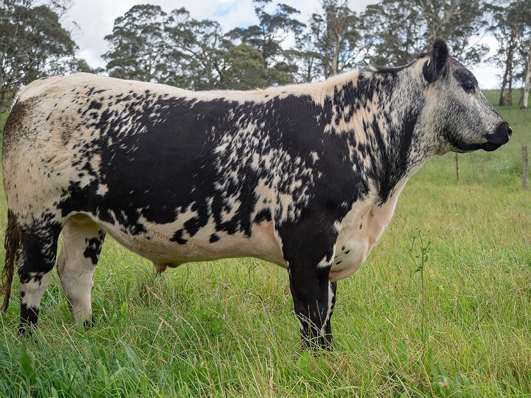 alinjarra speckle park