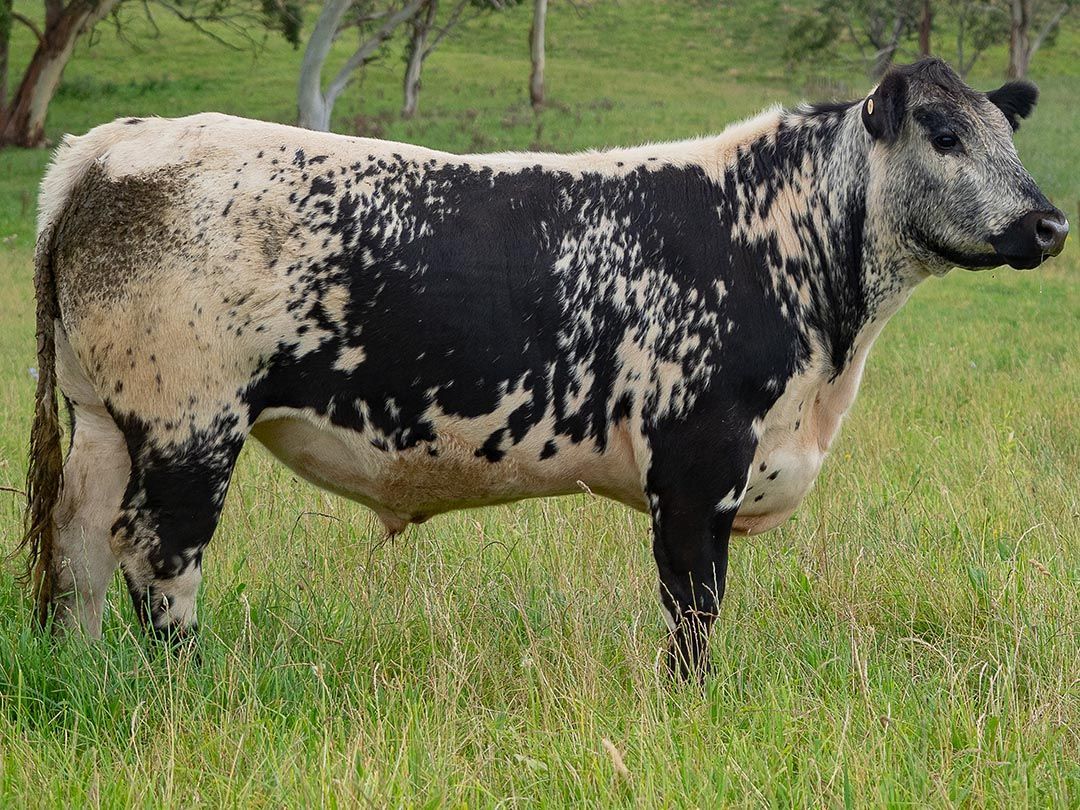 alinjarra speckle park