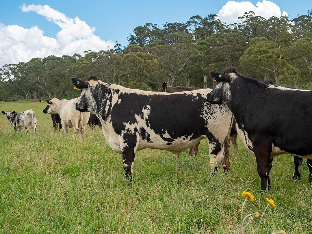 alinjarra speckle park