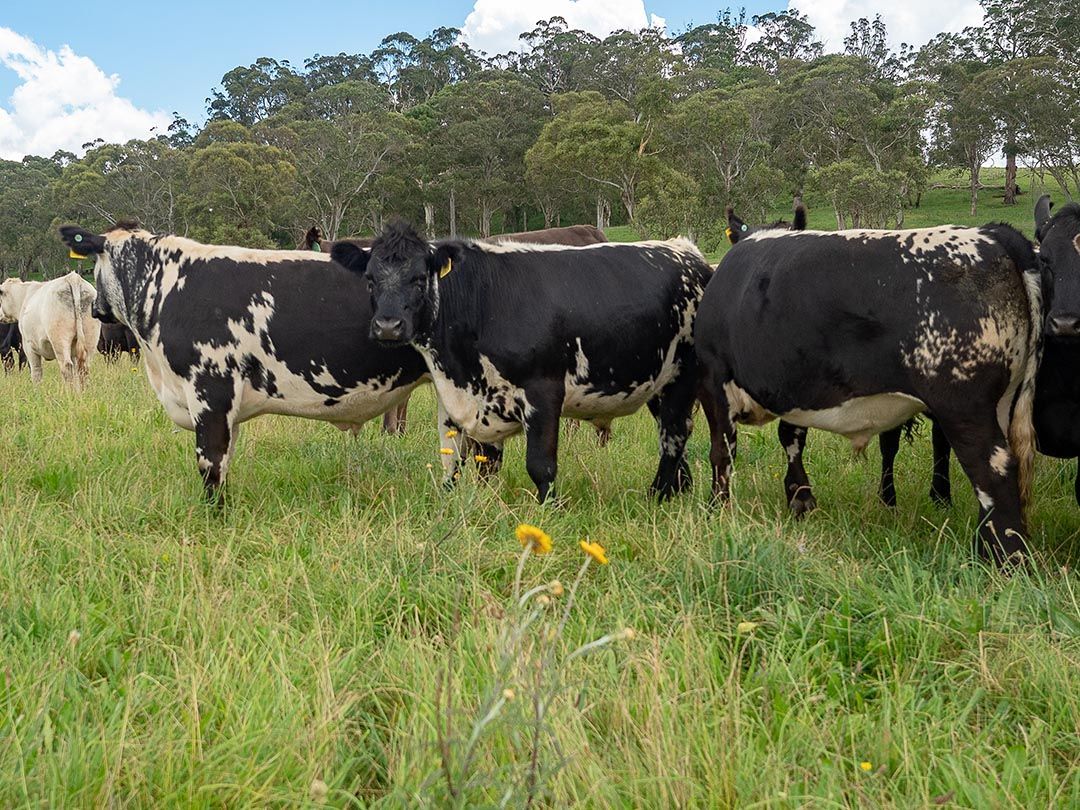 alinjarra speckle park