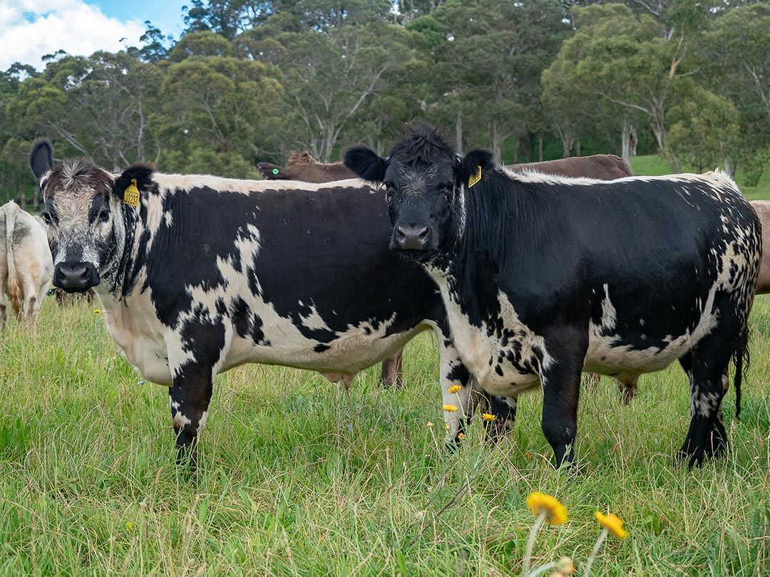 alinjarra speckle park