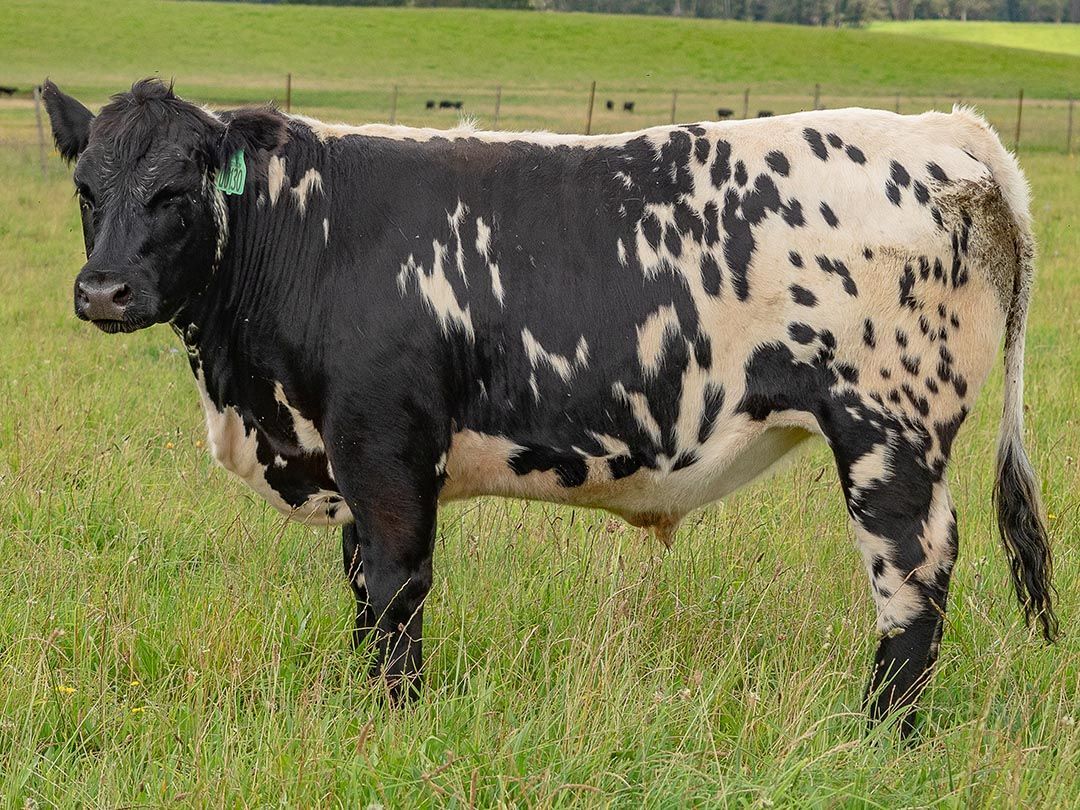 alinjarra speckle park