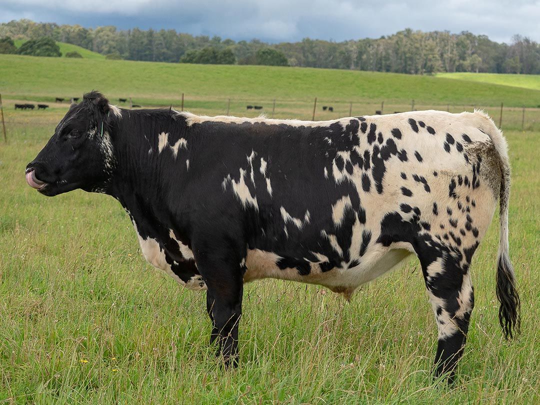 alinjarra speckle park