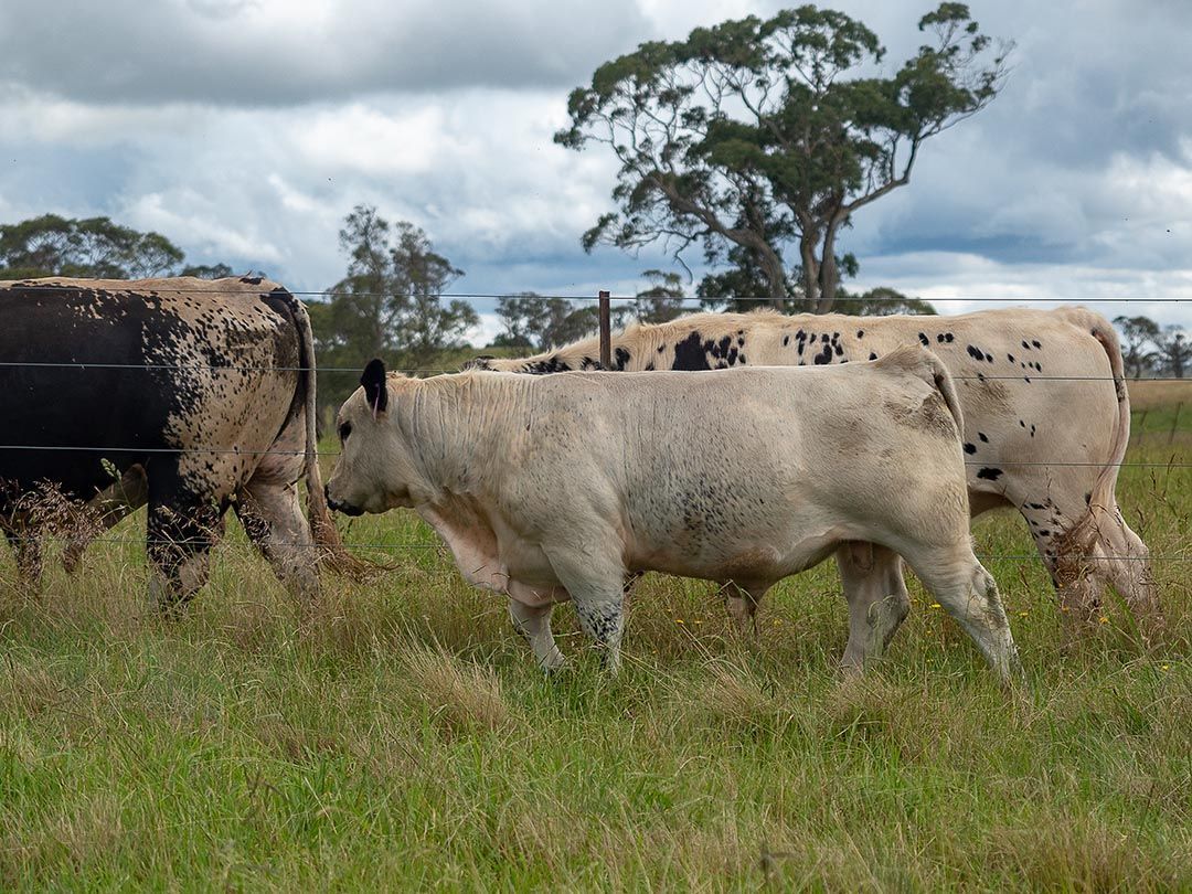 alinjarra speckle park