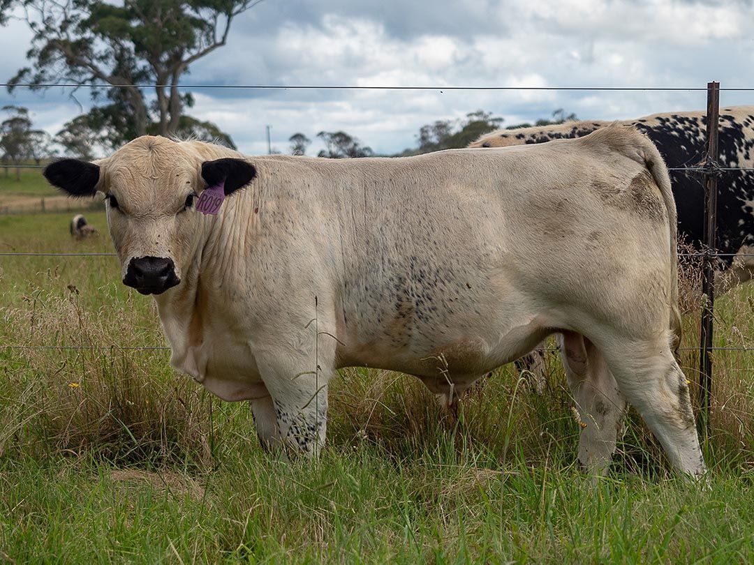 alinjarra speckle park