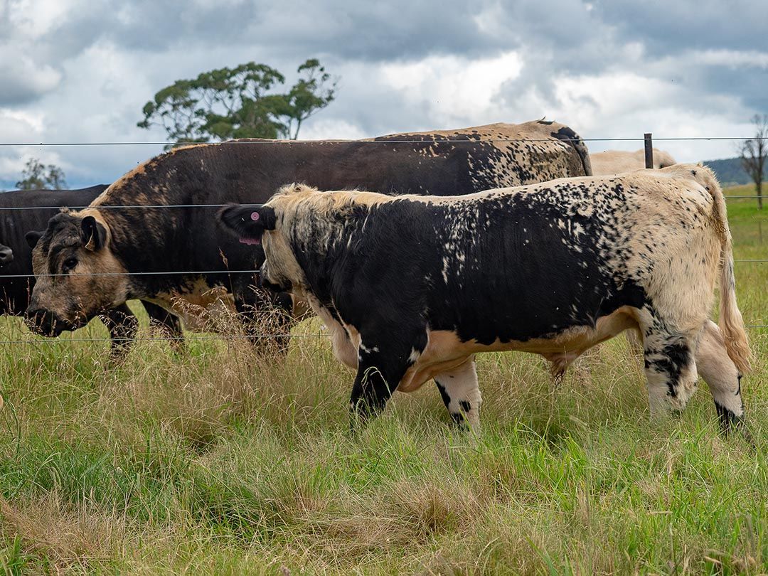 alinjarra speckle park