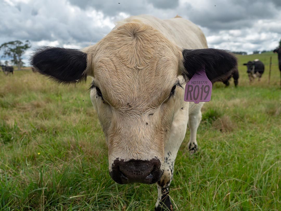 alinjarra speckle park