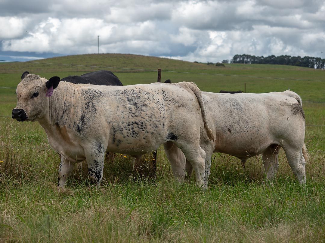 alinjarra speckle park