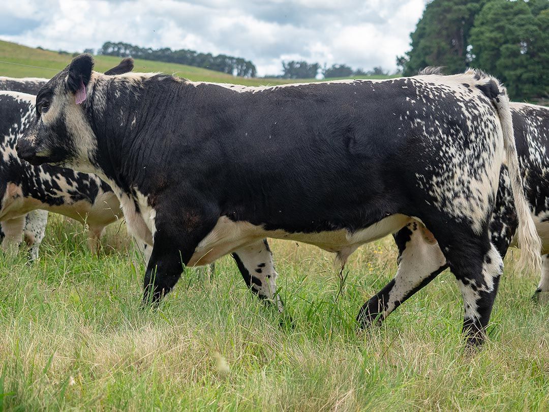 alinjarra speckle park