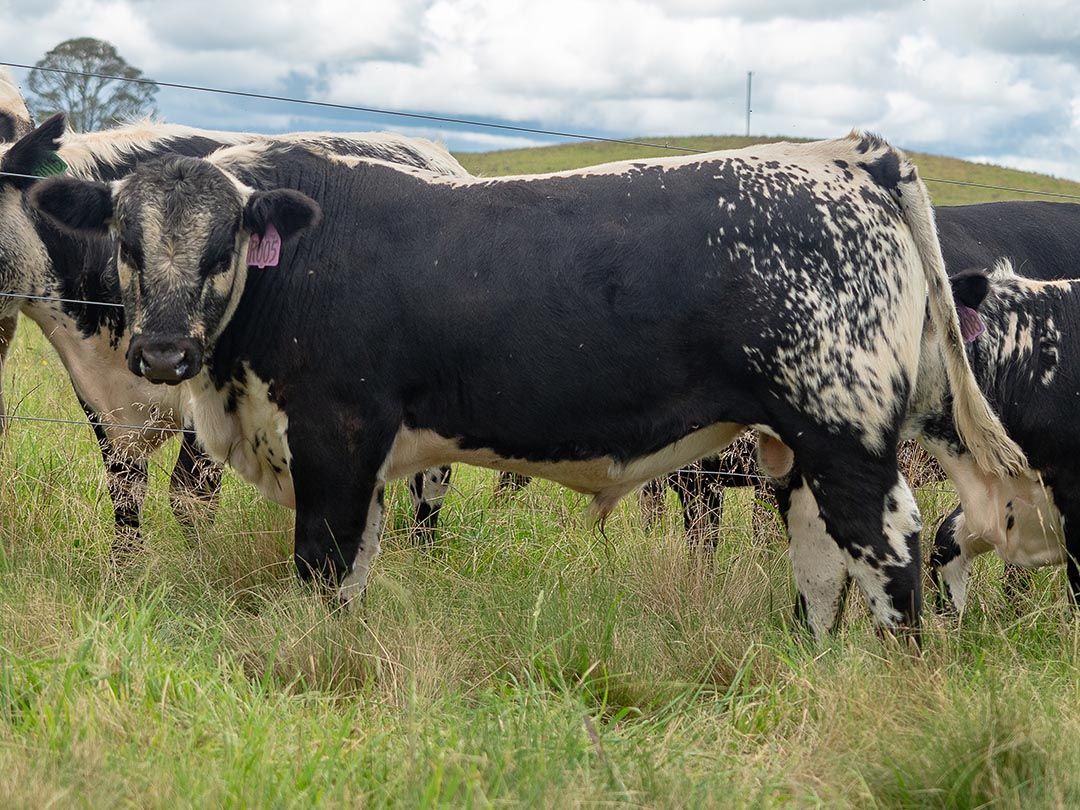 alinjarra speckle park