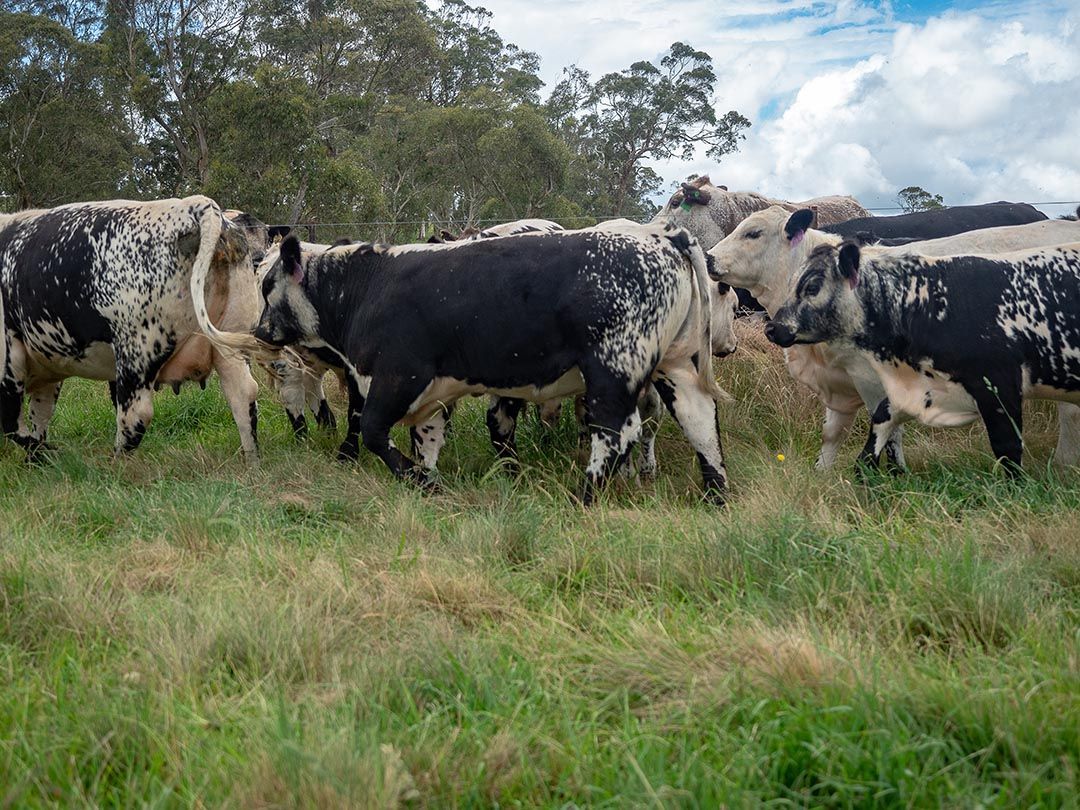 alinjarra speckle park