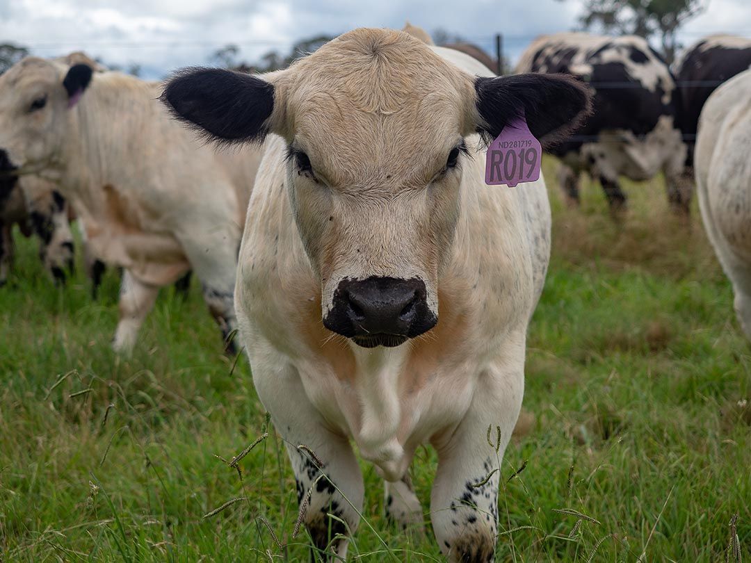 alinjarra speckle park