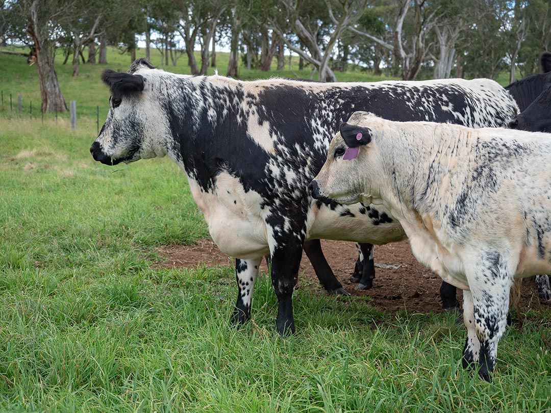 alinjarra speckle park