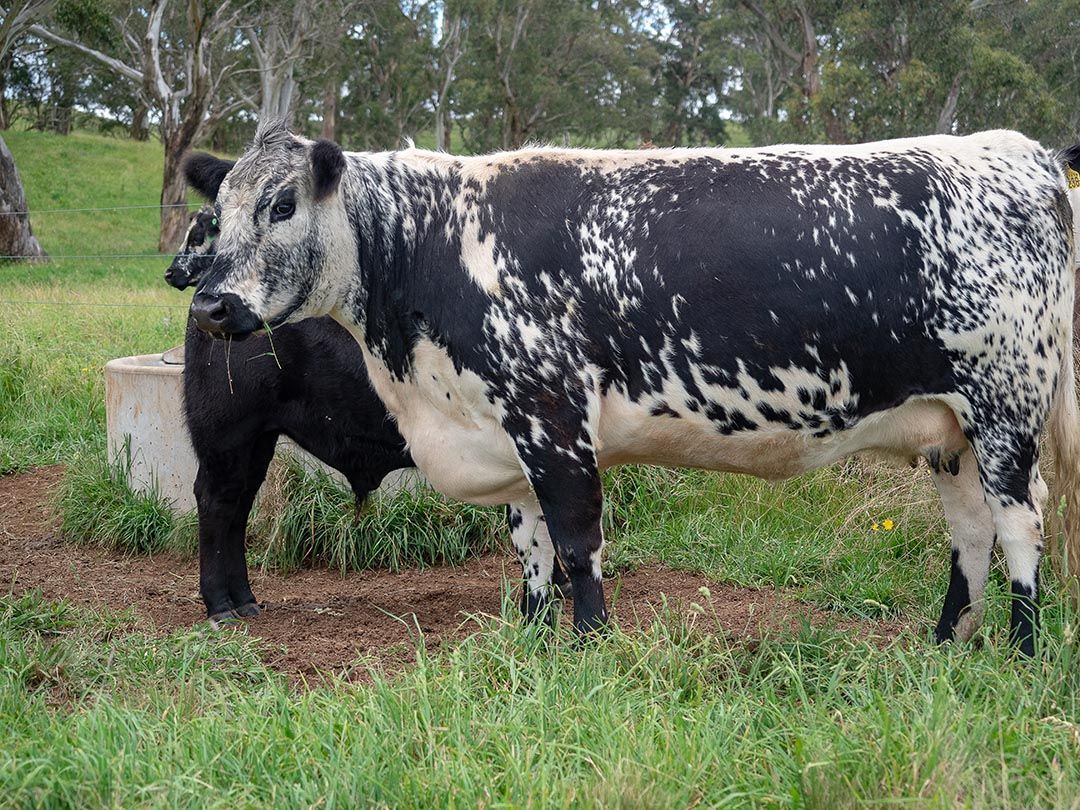 alinjarra speckle park