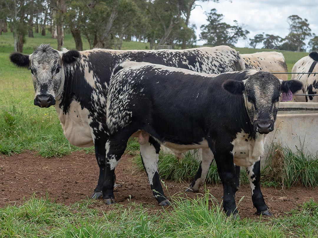 alinjarra speckle park