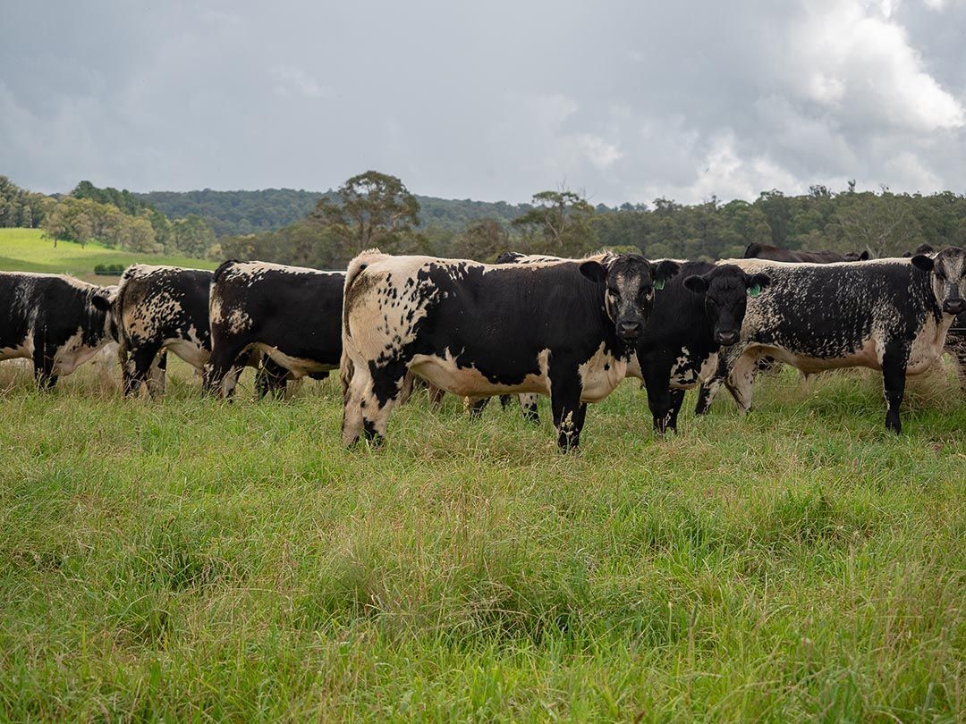 alinjarra speckle park