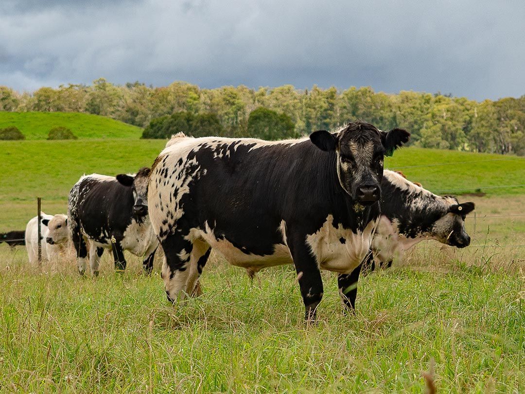 alinjarra speckle park