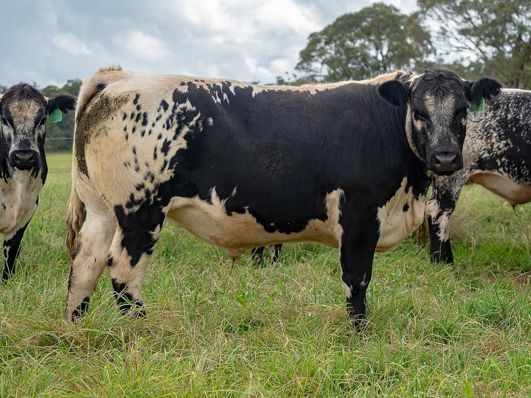 alinjarra speckle park