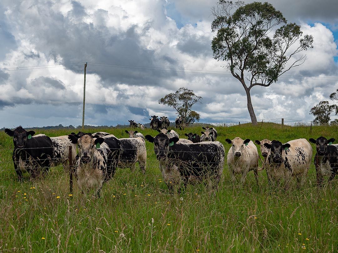 alinjarra speckle park