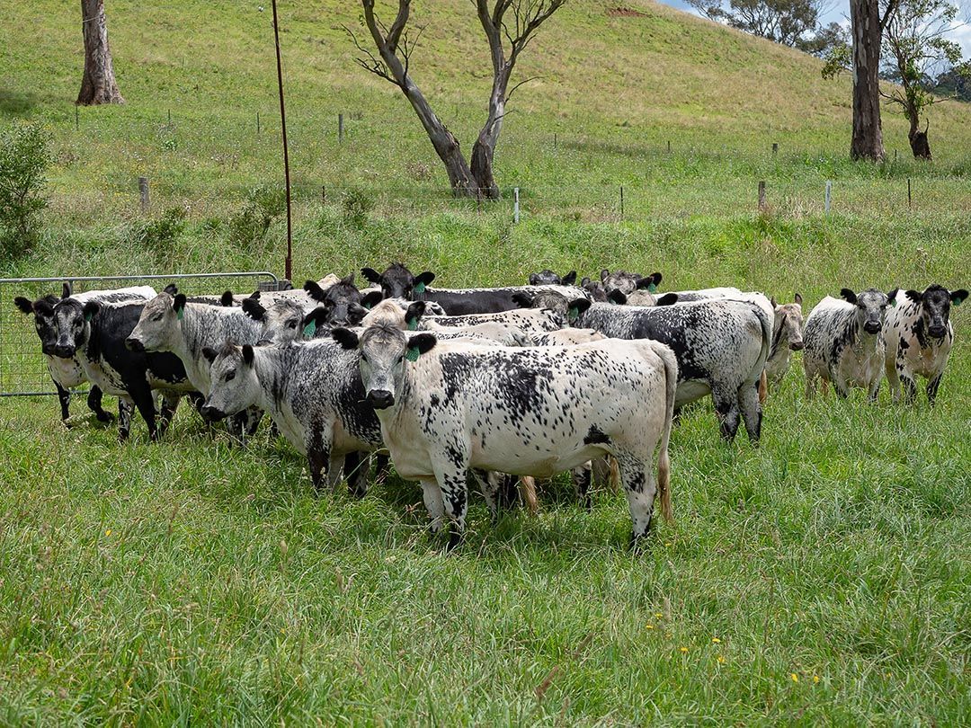 alinjarra speckle park