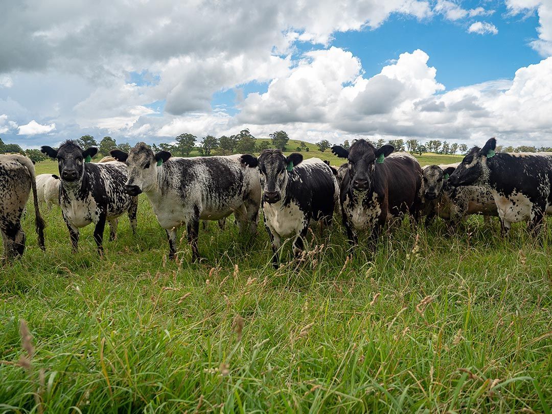 alinjarra speckle park