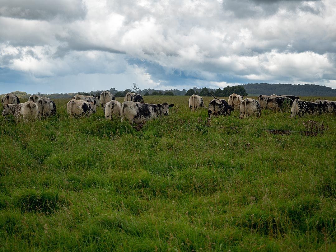 alinjarra speckle park
