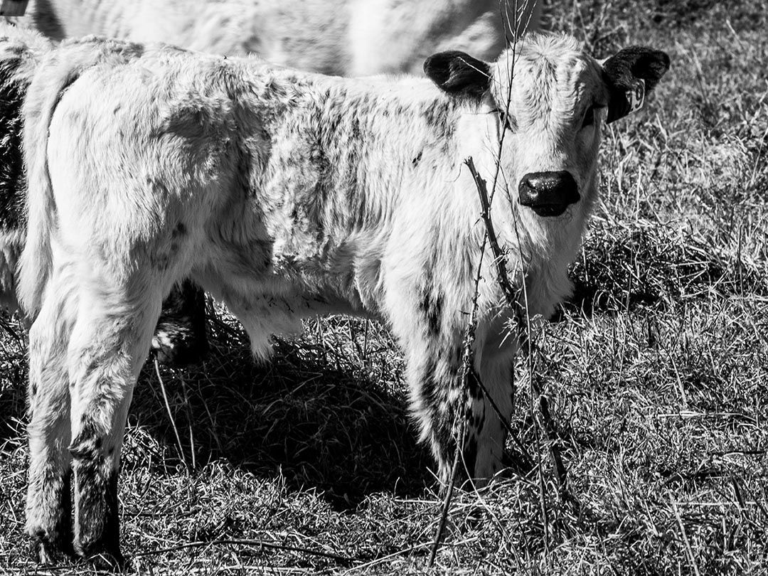 alinjarra speckle park