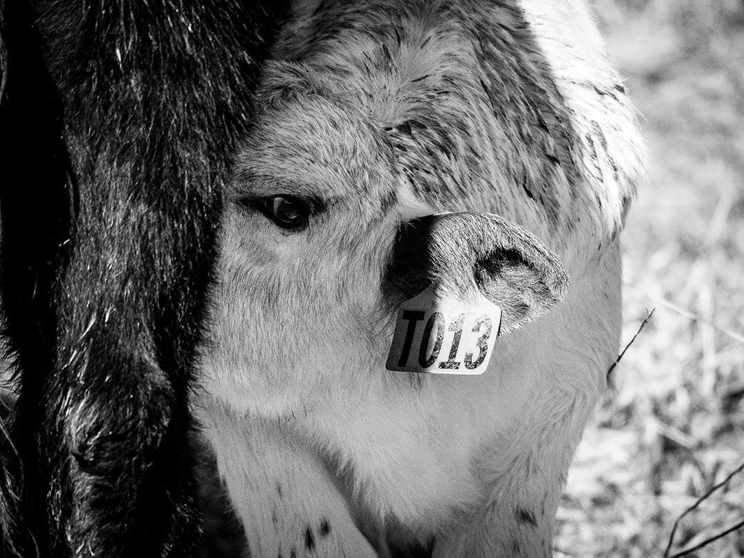 alinjarra speckle park