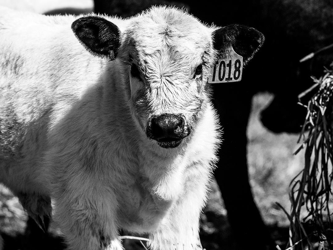 alinjarra speckle park