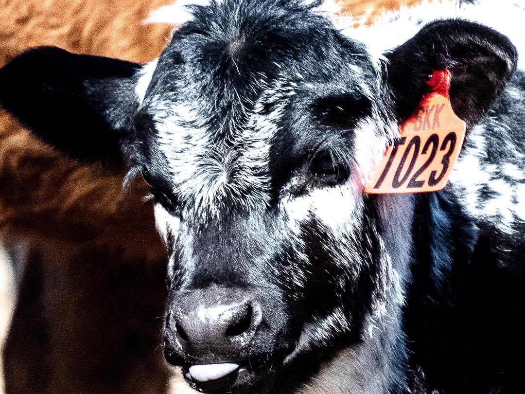 alinjarra speckle park